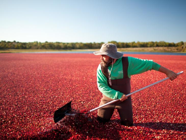 Massachusetts, Yarmouth Cranberry Bog